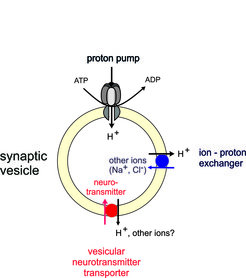 Filling of synaptic vesicles with neurotransmitters. Vesicles contain a V-type proton ATPase that generates an electrochemical proton gradient (inside acidic and positively charged). This gradient is then used by specific vesicular neurotransmitter transporters to load the vesicles with transmitters. Neurotransmitters are small molecules that are either positively charged (monoamines, acetylcholine), neutral (GABA, glycine) or negatively charged (glutamate, ATP), requiring different compensatory ion fluxes to ensure charge neutrality during transport.