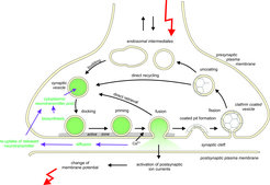 Overview over the steps occurring during synaptic transmission between the arrival of an action potential in the presynaptic nerve terminal and the generation of an electrical signal in the postsynaptic cell.
