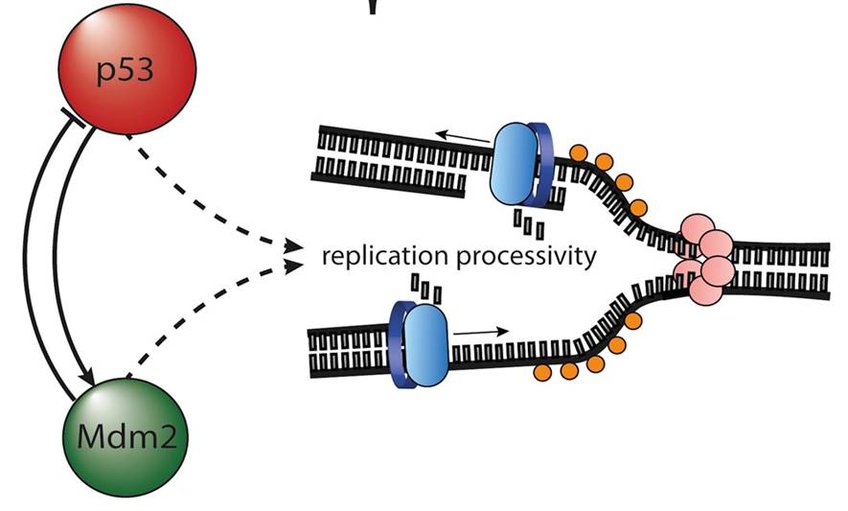 Targets for Treating Cancer and Virus Infections