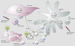 How RNA vaccines work: RNA vaccines are administered in nanoparticles of lipids to protect them from degradation. Muscle cells take up the RNA and produce viral proteins according to their instructions. The viral proteins are released from the muscle cells and can be taken up by dendritic cells. In addition, RNA vaccines can also be taken up directly by dendritic cells. These immune cells digest the viral proteins and then present the fragments on their surface where they are recognized by T helper cells (Th1: T helper 1 cell, Th2: T helper 2 cell). This stimulates the helper cells, which in turn stimulate the T killer cells (TK) and antibody-producing B cells (B) via soluble mediators. In the case of infection, activated B cells will neutralize the virus, T killer cells will destroy virus-infected host cells.