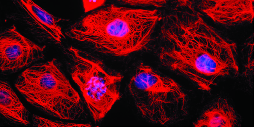 Former Research Group Cell Biology