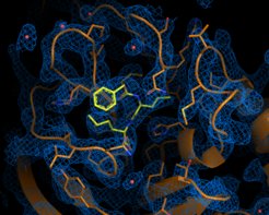 Elektronendichtekarte des antiviral aktivsten Wirkstoffs Calpeptin (gelb), der an die Hauptprotease des Coronavirus bindet.