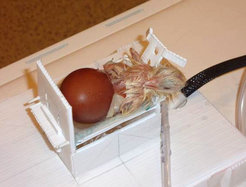 The healthy chick after hatching. Beneath it, its broken eggshell.