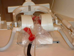 The hatching chick between the receiver coils normally used for human temporomandibular joints.