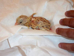The breeding cavity has been removed, the little cock's plumage dries and his lungs fill up with air.