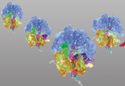 Ribosomes shifting the reading frame.