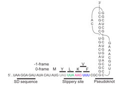 Fig. 1. Schematic of the frameshifting mRNA containing a modified IBV 1a/1b gene fragment. The encoded amino acids in 0- and –1-frame are indicated above the nucleotide sequence.Taken from: Neva Caliskan, Vladimir I. Katunin, Riccardo Belardinelli, Frank Peske, Marina V. Rodnina: Programmed –1 frameshifting by kinetic partitioning during impeded translocation. Cell 157, 1619-1631 (2014).
