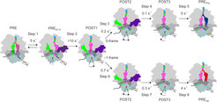 Fig. 2. Kinetic model of –1 programmed ribosomal frameshifting. The slippage occurs after step 2 during translocation of the two tRNAs bound to the slippery sequence. The rates of individual steps are given.