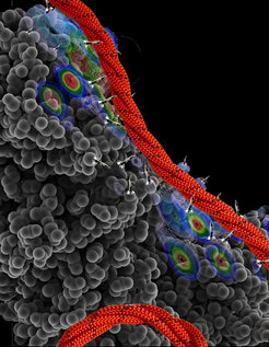 The helper protein Hsp90 (gray) binds tau (red) with a big surface and many contacts.