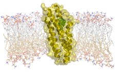 The cholesterol transporter TSPO in the outer mitochondrial membrane serves as a docking site for important diagnostic markers and for a number of drugs such as Valium.