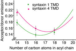 Figure 2. Clustering of human syntaxin 1TMD (green) and syntaxin 4 TMD (magenta) measured by FRET.