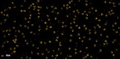 Figure 1. STORM imaging of Xenopus XL177 cell nuclear pore complexes stained with a site-specifically labeled anti-Nup155 nanobody.