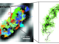 With MINFLUX it is possible to follow many much faster movements than possible with STED or PALM/STORM microscopy. It is therefore possible to make the movements of fluorescence labeled molecules visible in a living cell. Left: Movement pattern of 30S ribosomes (parts of protein factories, colored) in an E. coli bacterium (black-white). Right: Movement pattern of a single 30S ribosome (green) shown enlarged.