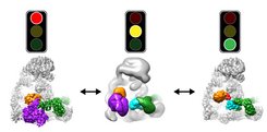 Cryo EM structures of APC/C in three states: Left, off, before cells are ready for chromosome segregation; Middle, in the process of turning on; Right, on, in action, to turn on cell division.