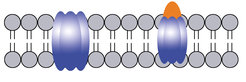 Cross-section of a cell’s membrane (schematic representation): The chemical compound anle138b (orange) seems to close harmful openings (blue) in the membrane of nerve cells. The drug could possibly be used to treat Alzheimer’s. An international collaboration reports on this in the journal EMBO Molecular Medicine.