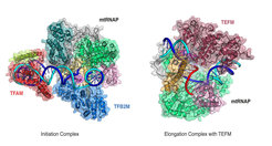 Die atomare Struktur des menschlichen mitochondrialen Transkriptions-Initiationskomplexes (links) und des Elongationskomplexes mit TEFM (rechts). Die mitochondriale RNA Polymerase ist bunt nach ihren verschiedenen Domänen gefärbt. TFAM ist in rot zu sehen, TFB2M in blau und TEFM in Himbeerfarben.