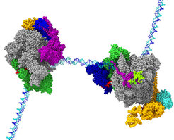Structures of the paused elongation complex Pol II-DSIF-NELF (left), and the activated elongation complex Pol II-DSIF-PAF-SPT6 (right). After biochemical optimization of the complexes, both structures were obtained using cryo-EM. The structures were modelled using integrated hybrid structural biology approaches including cryo-EM, cross-linking/mass spectrometry, and X-ray crystallography.