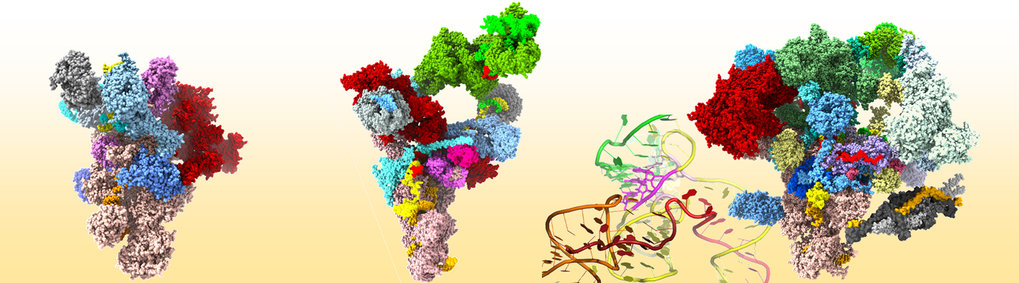 Zelluläre Biochemie